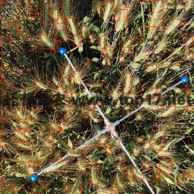 小麥畝穗數測量系統